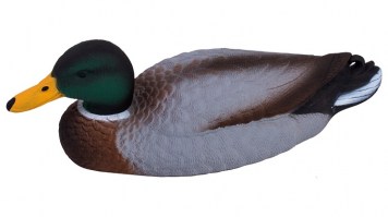 mallard drake relief